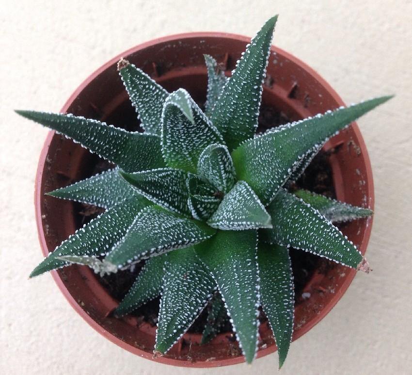 Indoor plants online in dubai-uae-Haworthia Dwarf Aloe - Aloe Vera