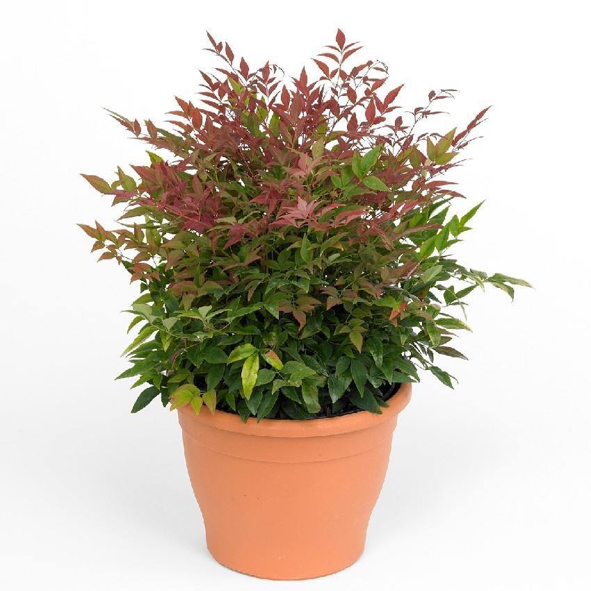 Indoor plants online in dubai-uae-Heavenly Bamboo Obsession - Nandina Domestica Obsessed