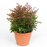 Indoor plants online in dubai-uae-Heavenly Bamboo Obsession - Nandina Domestica Obsessed