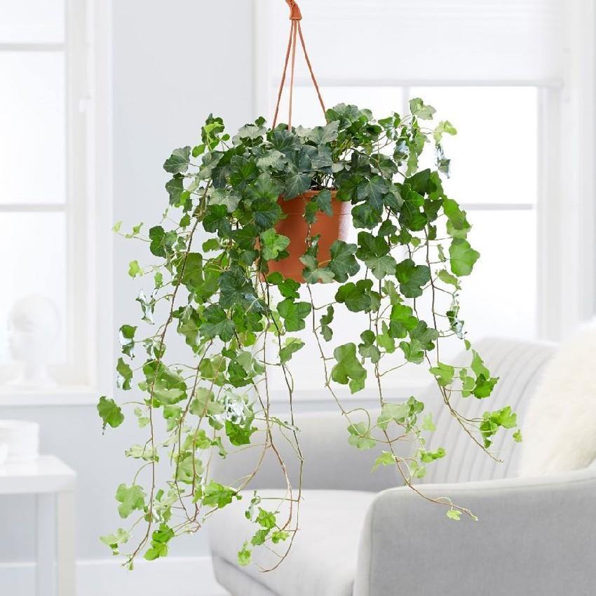 Indoor plants online in dubai-uae-Hedera Helix - English Ivy