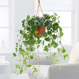 Indoor plants online in dubai-uae-Hedera Helix - English Ivy