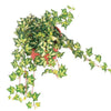 Indoor plants online in dubai-uae-Hedera Helix Variegated - English Ivy