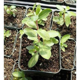 Outdoor plants online in dubai-uae Henna-Plant-Lawsonia-inermis