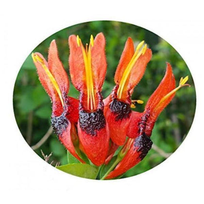 Outdoor plants online in dubai-uae Hummingbird-Bush-Hamelia-patens