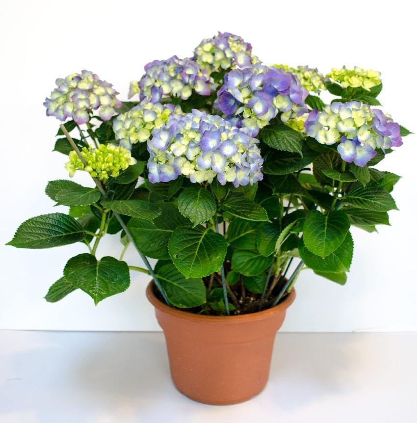 Indoor plants online in dubai-uae-Hydrangea - Hydrangea Macrophylla