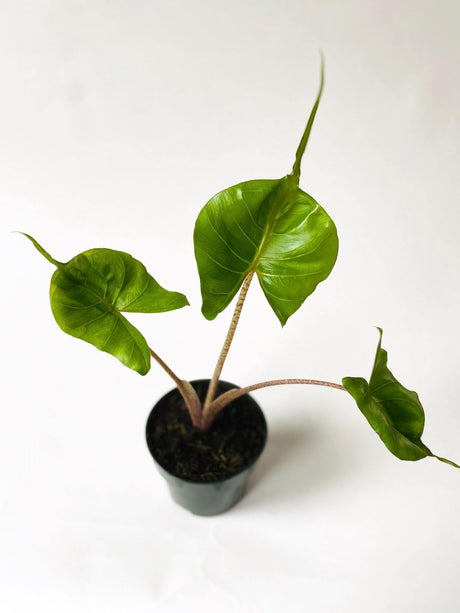 Alocasia  Macrorrhizos - Elephant Ear "Stingray" - Alocasia  Macrorrhizos - Elephant Ear "Stingray" - Plantsworld.ae