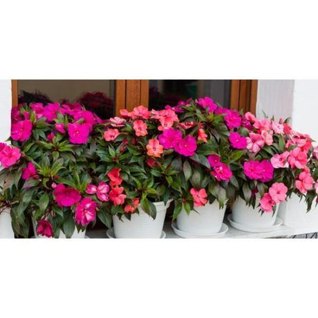 Outdoor plants online in dubai-uae Impatiens-Impatiens-walleriana