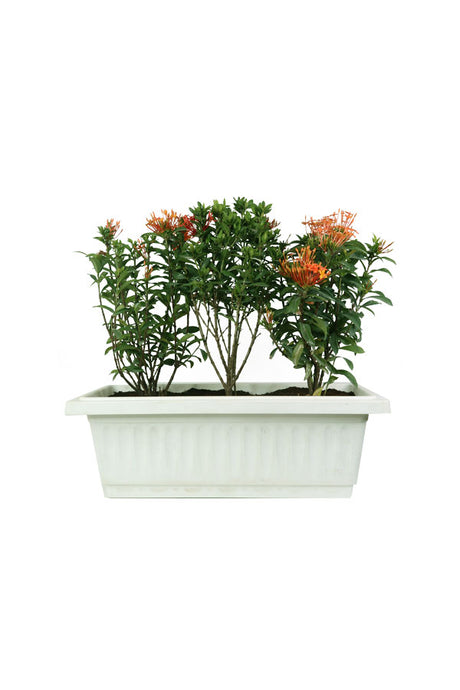Ixora Coccinea - Outdoor Flowering Plant with Vibrant Red Blooms in a Garden


