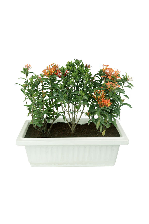 Ixora - coccinea - Outdoor Flowering plant