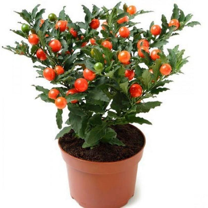 Outdoor plants online in dubai-uae Jerusalem-Cherry-Solanum-pseudocapsicum
