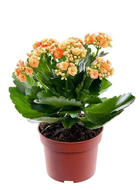 Indoor plants online in dubai-uae-Kalanchoe - Succulent Flowering Plant