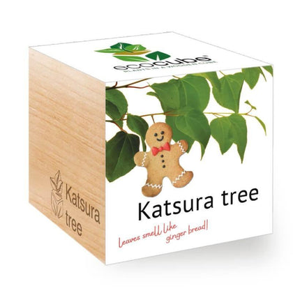 katsura-tree-ecocubes-online-in-dubai-uae