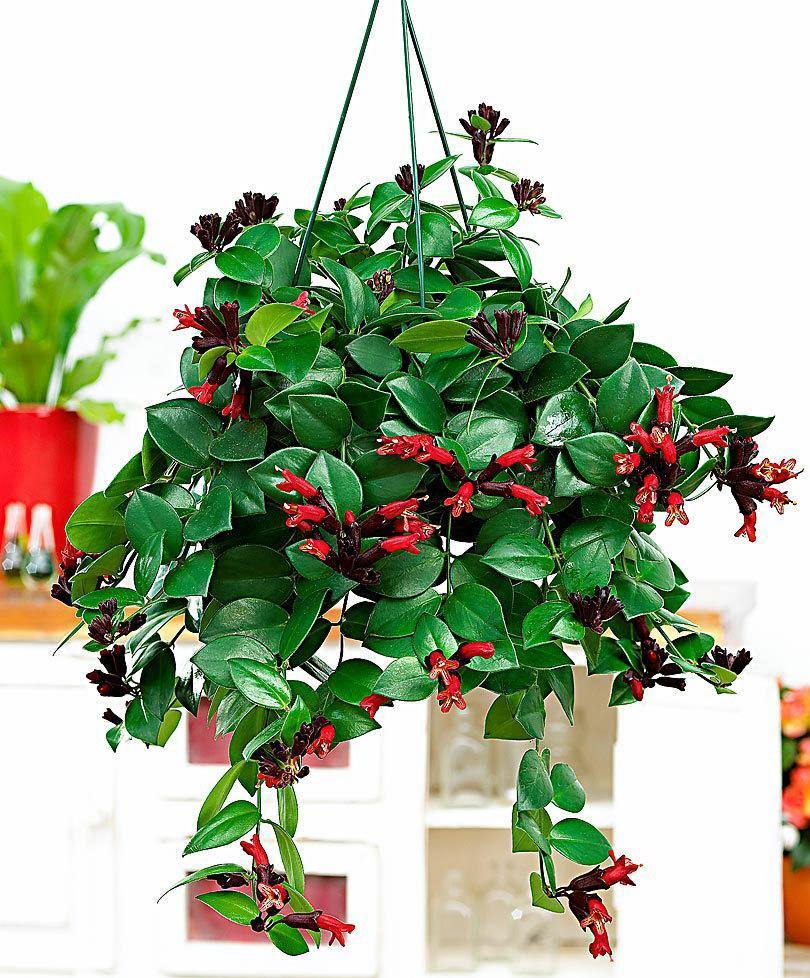 Hanging deals plants online