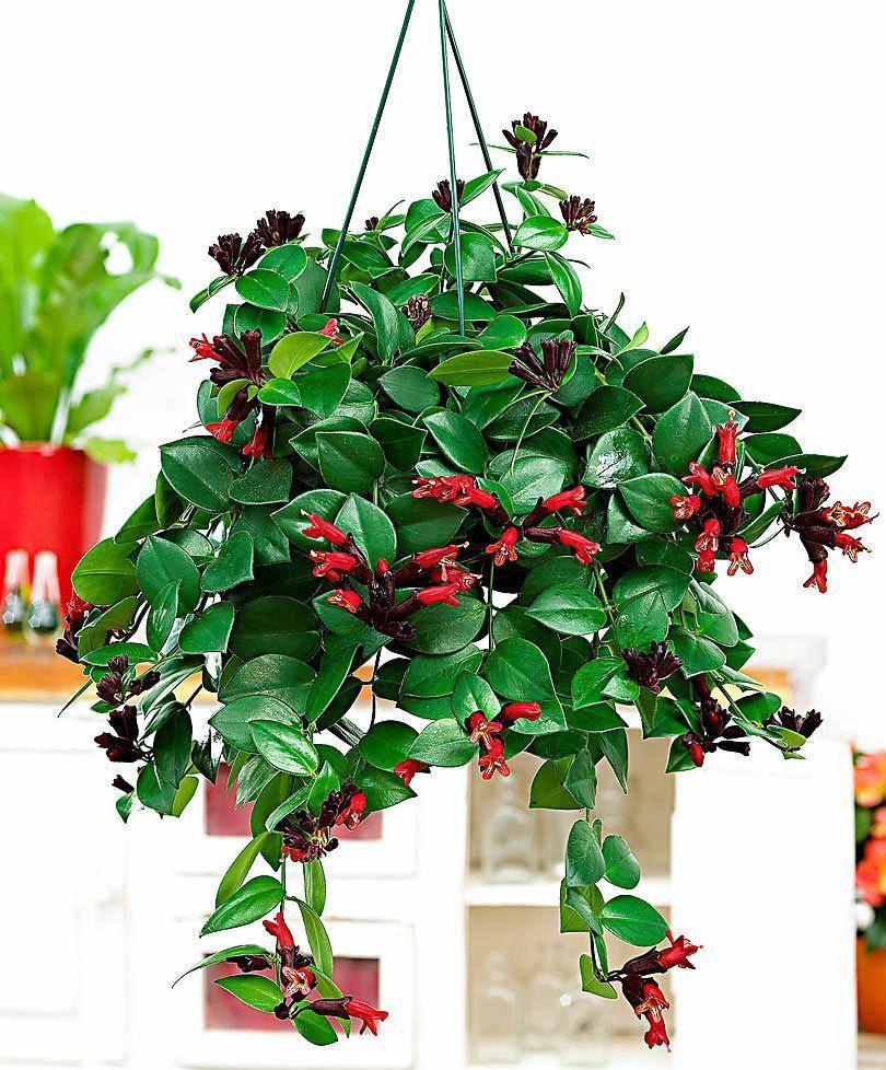 Indoor plants online in dubai-uae-Lipsticks Plant - Aeschynanthus Monalisa