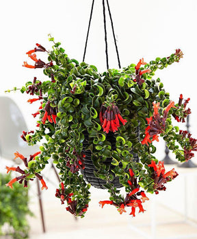 Indoor plants online in dubai-uae-Lipsticks Plant Twisted - Aeschynanthus Lipstick