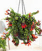 Indoor plants online in dubai-uae-Lipsticks Plant Twisted - Aeschynanthus Lipstick
