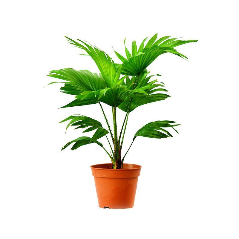 Indoor plants online in dubai-uae-Livistona australis-Cabbage Tree Palm