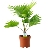 Livistona Palm - Indoor Palm - Plantsworld.ae - {{ varient.name }}