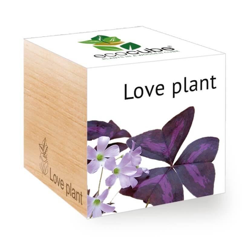 love-plant-ecocubes-online-in-dubai-uae