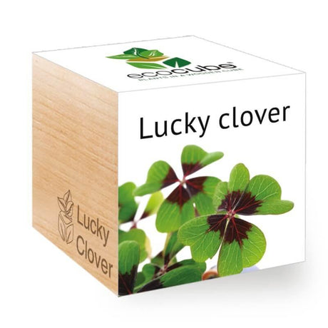 lucky-clover-ecocubes-online-in-dubai-uae