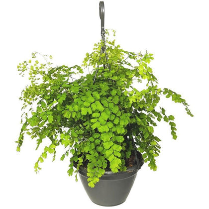 Indoor plants online in dubai-uae-Maidenhair Fern Fragrans-Adiantum Raddianum