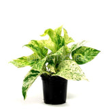 Indoor plants online in dubai-uae-Marble Plant-Indoor Plant