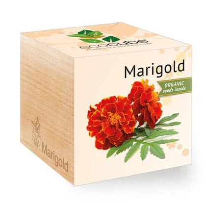 marigold-ecocubes-online-in-dubai-uae