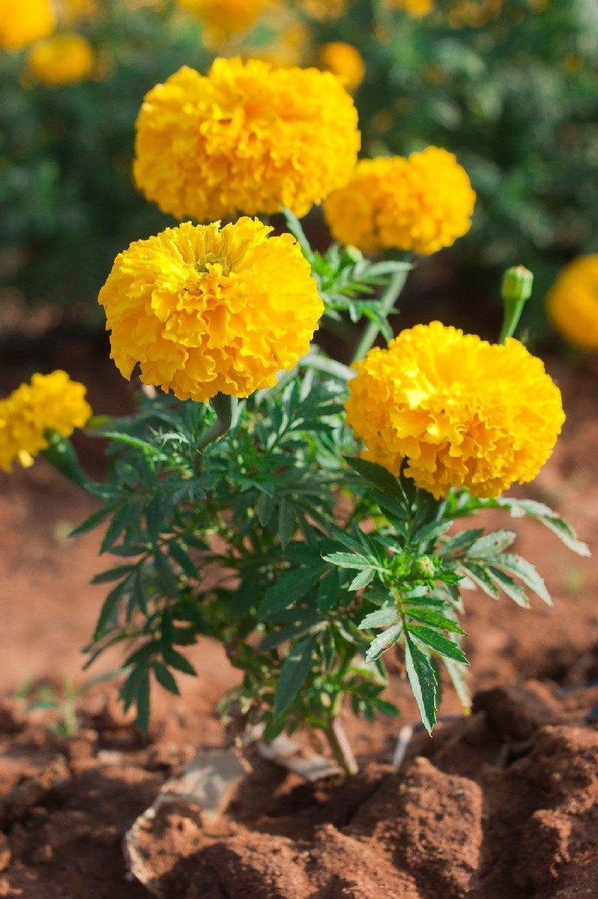 Outdoor plants online in dubai-uae Marigold-Tagetes