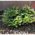 Outdoor plants online in dubai-uae Mexican-Heather-Cuphea-hyssopifolia
