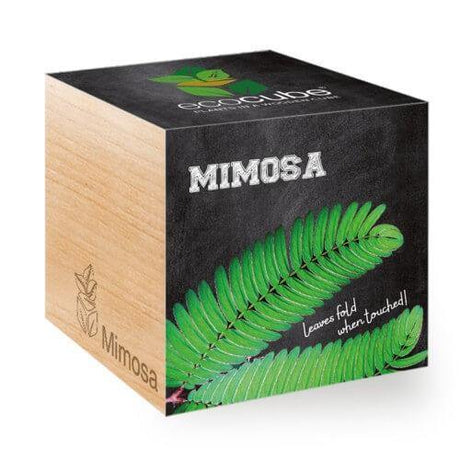 mimosa-ecocubes-online-in-dubai-uae