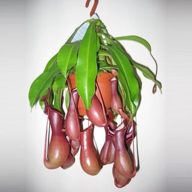Indoor plants online in dubai-uae-Monkey Jar-Nepenthes