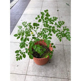 Outdoor plants online in dubai-uae Moringa-Moringa-oleifera