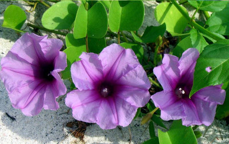 Outdoor plants online in dubai-uae Morning-Glory-Ipomoea