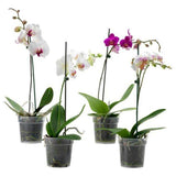 Indoor plants online in dubai-uae-Moth Orchids-Orchid plant