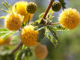Needle Bush Vachellia farnesiana with fluffy yellow pom-pom flowers