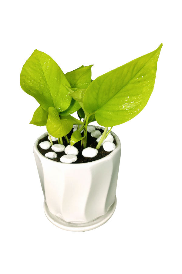 Neon Pothos - Indoor Air Purifying-Office Tabletop Plant