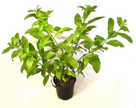 Outdoor plants online in dubai-uae Night-Blooming-Jasmine-Cestrum-nocturnum