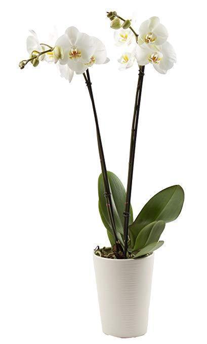 Indoor plants online in dubai-uae-Orchid - Phalaenopsis