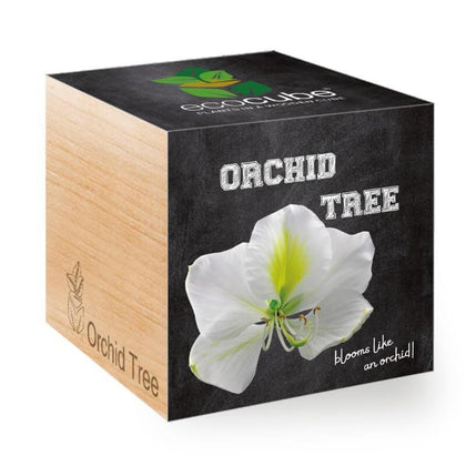 orchid-tree-ecocubes-online-in-dubai-uae