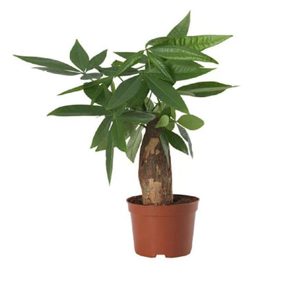 Indoor plants online in dubai-uae-Pachira Small-mini money tree