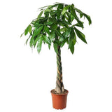 Indoor plants online in dubai-uae-Pachira Twisted-money tree