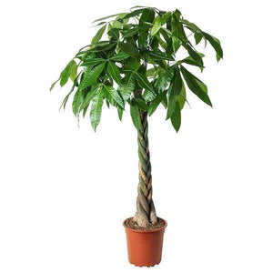 Indoor plants online in dubai-uae-Pachira Twisted-money tree