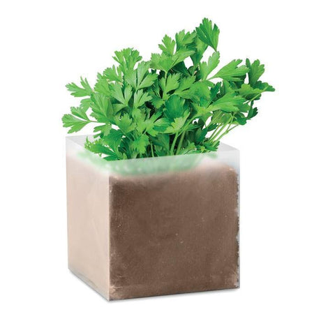 Outdoor plants online in dubai-uae Parsley-apium