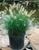Outdoor plants online in dubai-uae Pennisetum-Pennisetum-alopecuroides