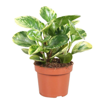 Indoor plants online in dubai-uae-Peperomia White Marble-Variegated peperomia