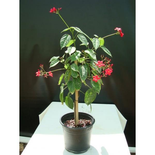 Outdoor plants online in dubai-uae Peregrina-Jatropha-integerrima