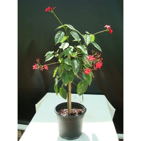 Outdoor plants online in dubai-uae Peregrina-Jatropha-integerrima