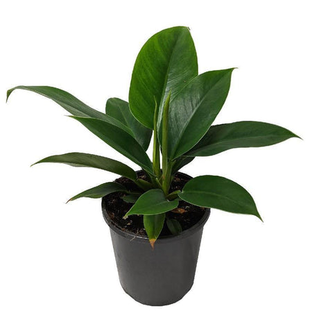 Indoor plants online in dubai-uae-Philodendron ‘Imperial Queen’-air purifying houseplant