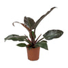 Indoor plants online in dubai-uae-Philodendron ‘Imperial Red-air purifying houseplant