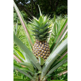 Outdoor plants online in dubai-uae Pineapple-Ananas-comosus